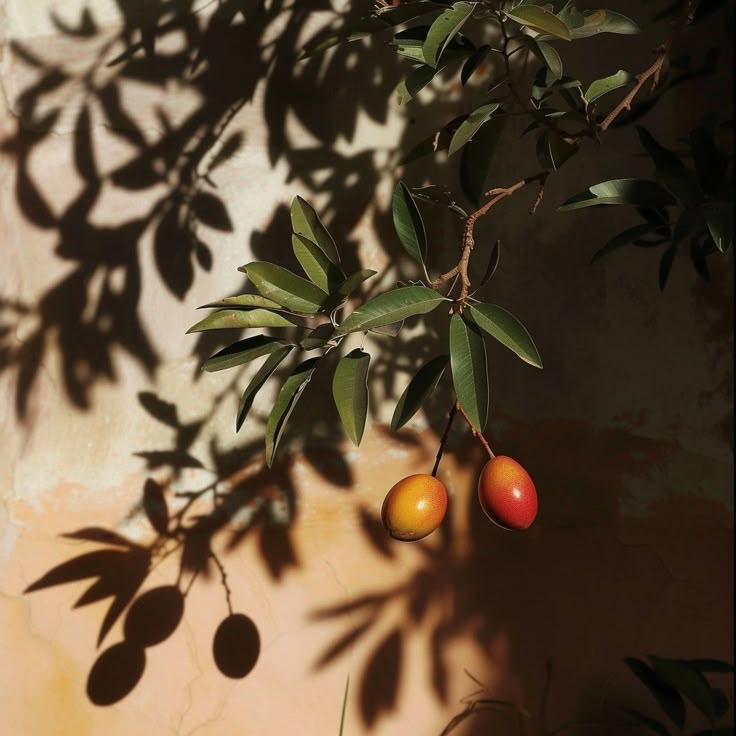 L'imparfait Elixir d'Argan