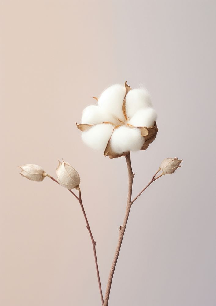 Cotton Cream Creamy Shower Gel 07