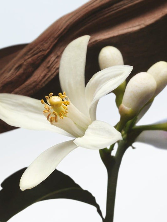 Gel douche crémeux archive Vanille des Iles 09