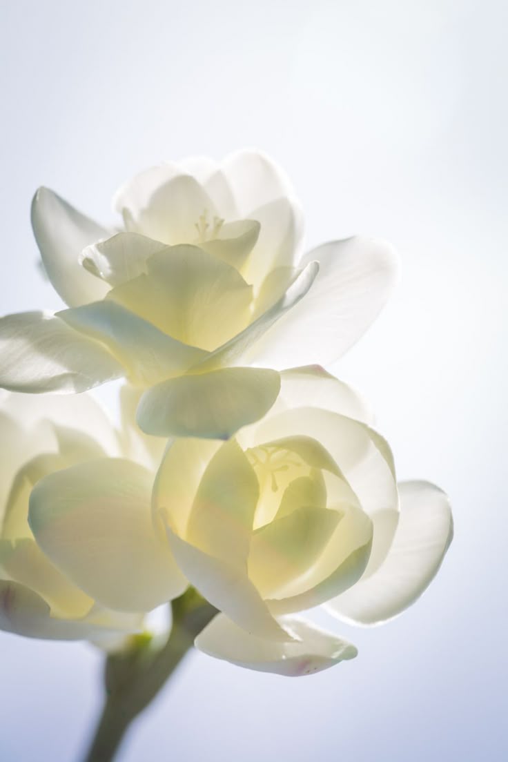 Cotton Hand Cream 07 - 50ml