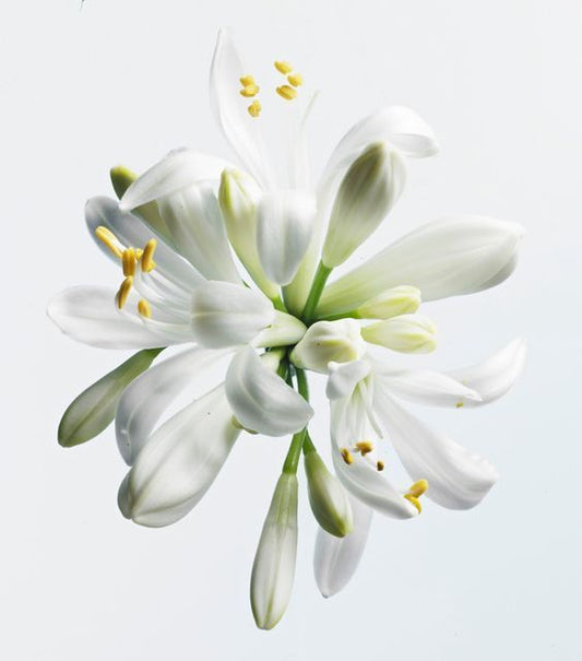 L'archive thé blanc 04