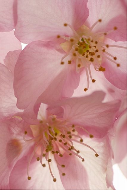 Gel Douche Crémeux N°12 Fleur De Cerisier