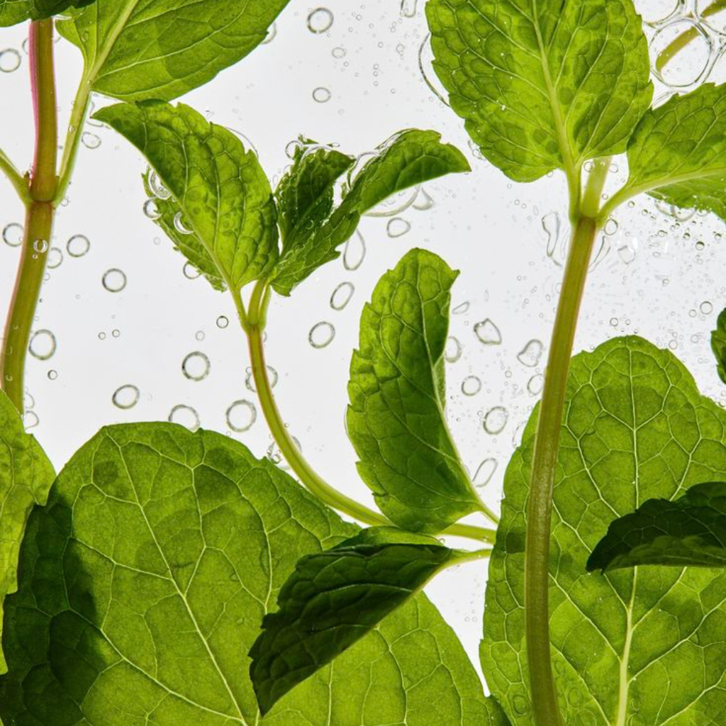 MINT plumping balm