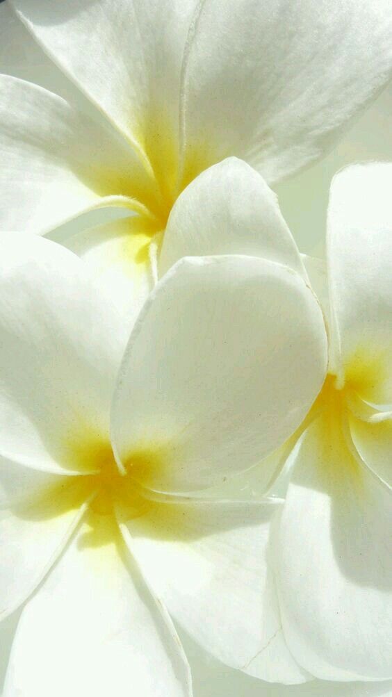 Fleur de Monoï Creamy Shower Gel n°5