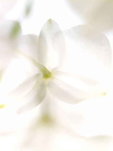 Jasmine White Tea Creamy Shower Gel n°4 