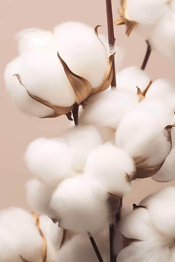 Crème de Coton Creamy Shower Gel n°7
