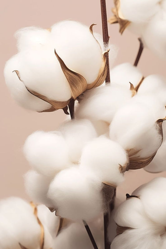 Crème de Coton Creamy Shower Gel n°7